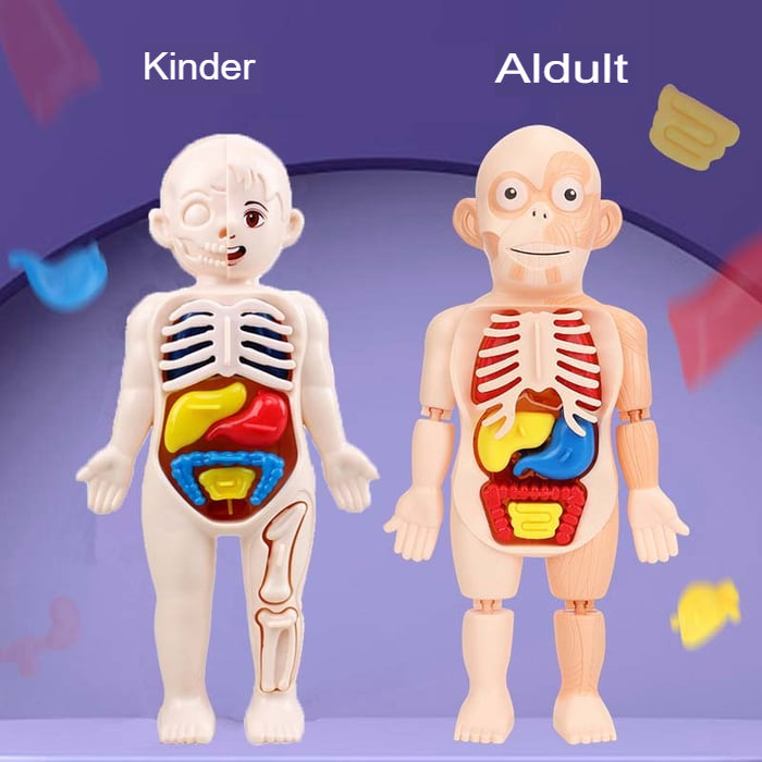 Interactief Anatomisch Menselijk Lichaam Speelgoed - Educatieve 3D Puzzel met Verwijderbare Organen