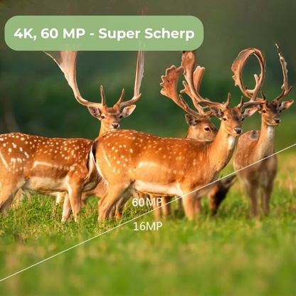 Wilde Camera - 4K Ultra HD, Nachtzicht met app