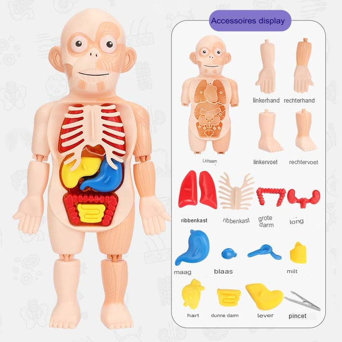 Interactief Anatomisch Menselijk Lichaam Speelgoed - Educatieve 3D Puzzel met Verwijderbare Organen